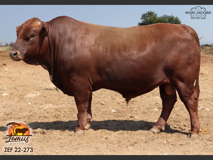 ZEF 220273 | LAMUS BONSMARA