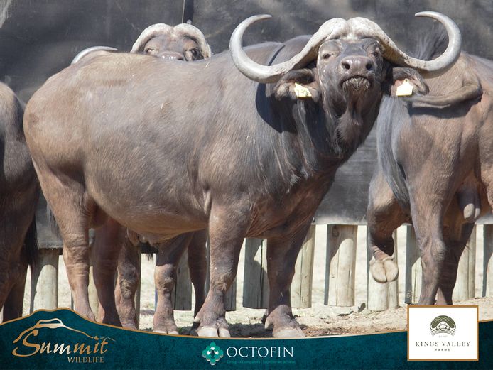 43 6/8" BUFFALO BULL