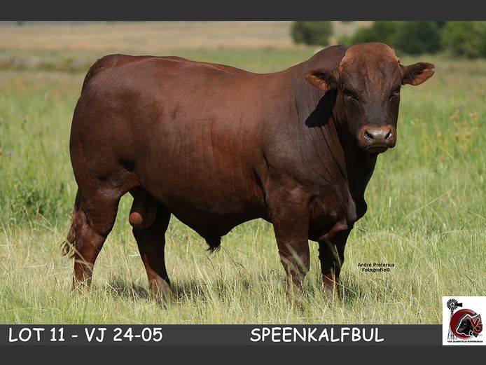 VJ  240005 | VAN JAARSVELD BONSMARAS