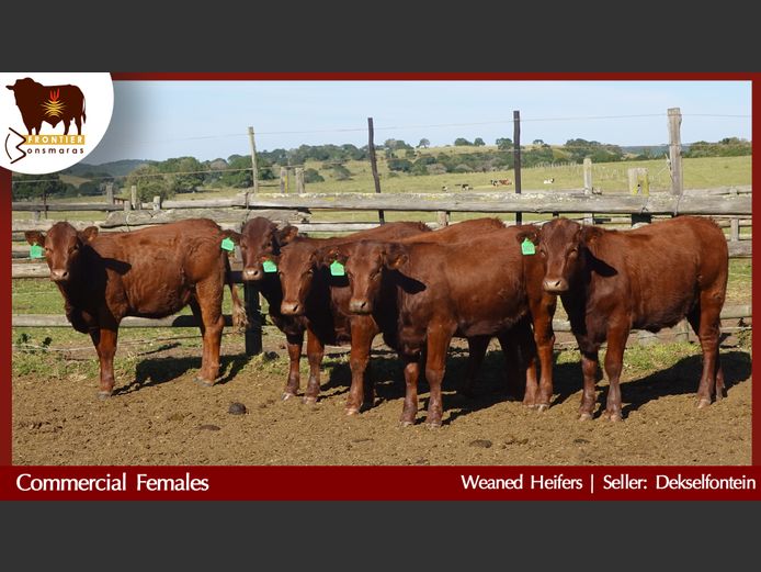 Commercial Animals | Dekselfontein