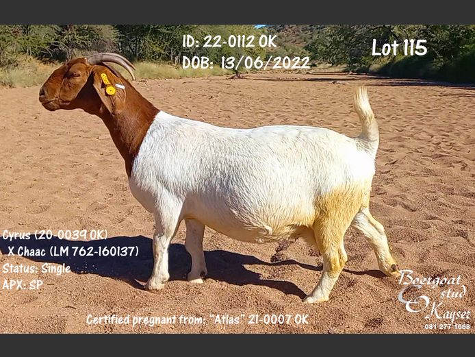 22-0112 OK | Kayser Boergoat Stud