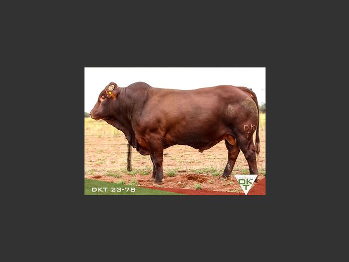 DKT 230078 | DKT BONSMARA