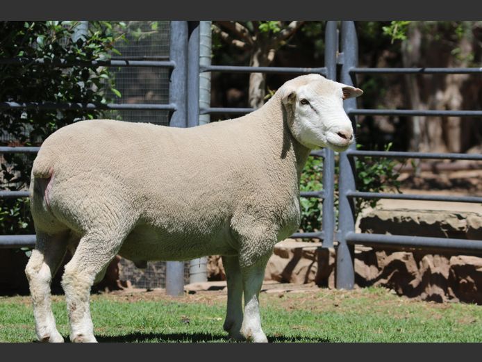 DZ 240221 | 2 STEYNS BOERDERY