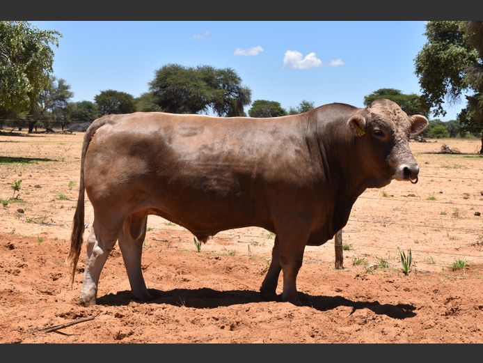 TG2240 | GUNZEL SIMMENTALER