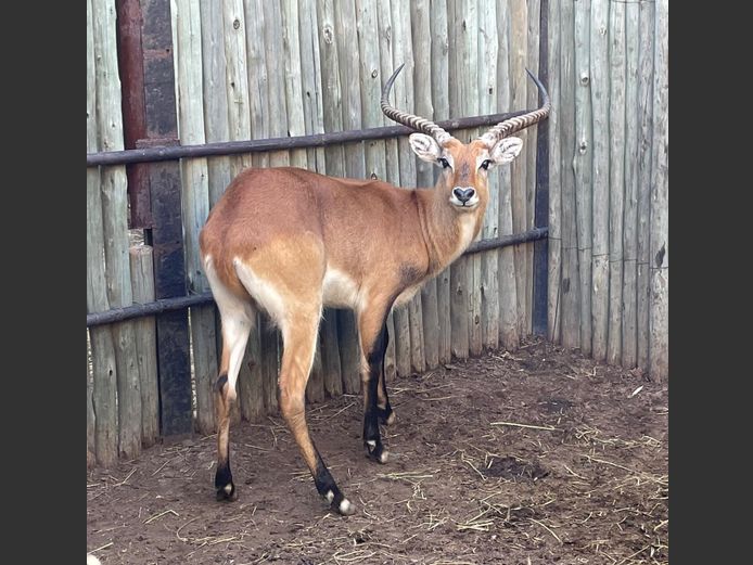 Lechwe