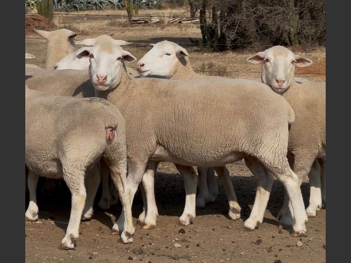 Commercial Animals | HEYMAN DORMERS