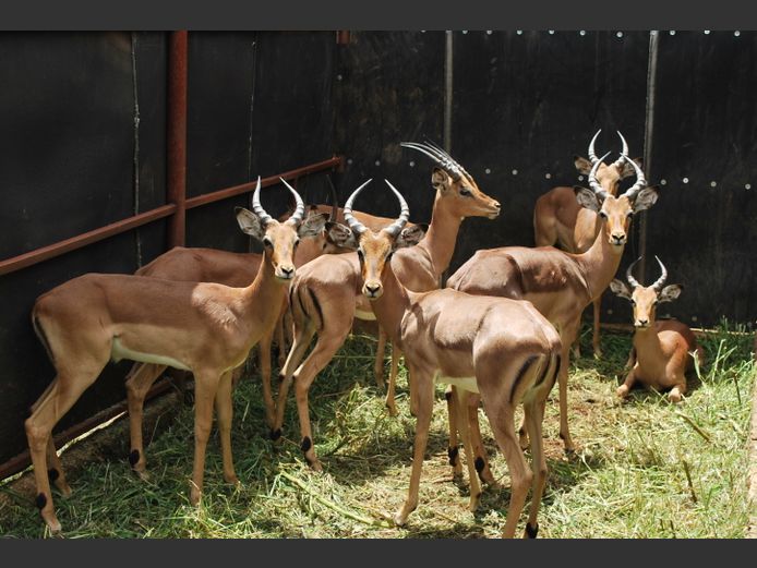 IMPALA | Christo Kruger Bdy