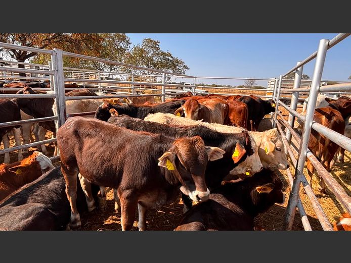 AGRA GROOTFONTEIN WEANER AUCTION