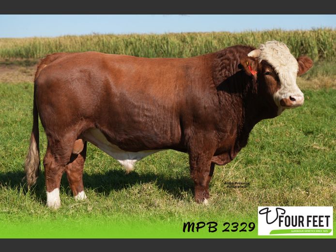 MPB2329 | EL BARRY