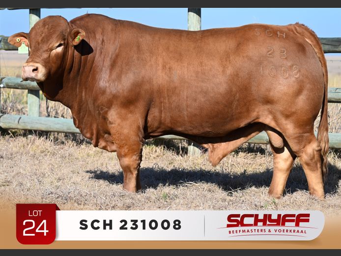 SCH 231008
