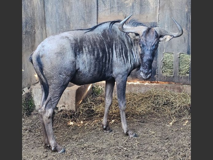 BLUE WILDEBEEST | DAGBREEK