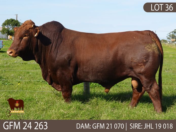GFM 240263 | MEYER BONSMARAS