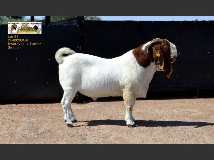 24-0920 JOK | O'KENNEDY GENETICS