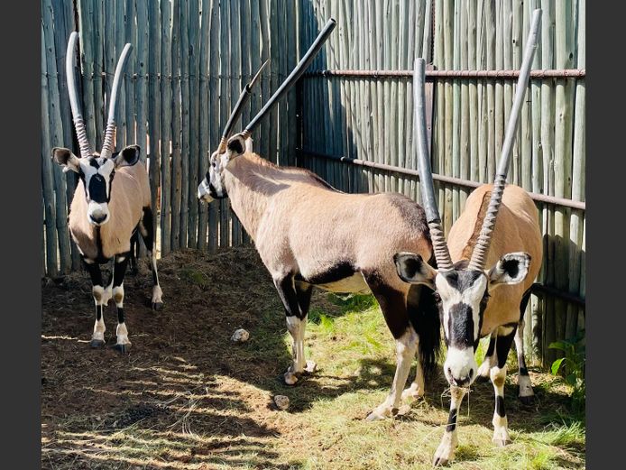 Gemsbok Bulle