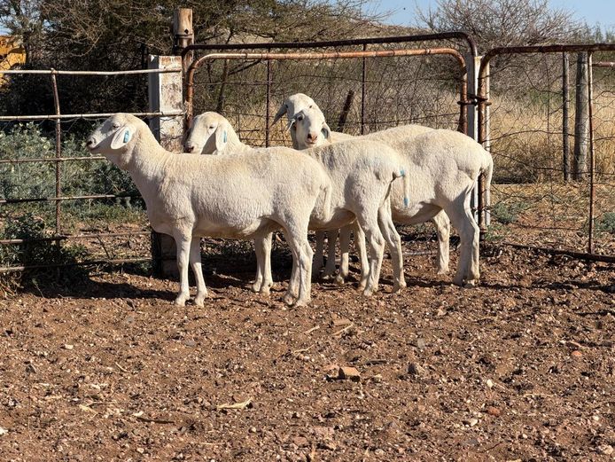 5 - 336 | De Hoop Boedery