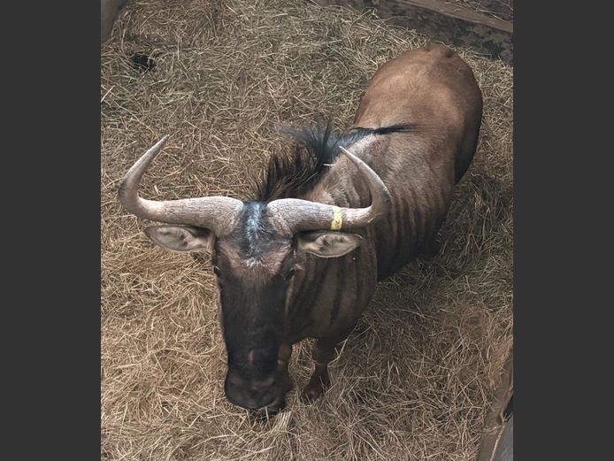 Blouwildebees Jagbul