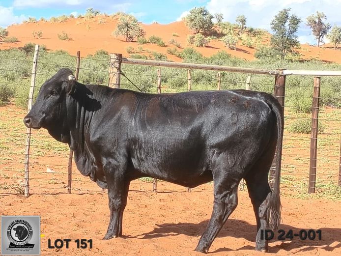 VL 24-0001 | VERLAND DRAKENSBERGERS