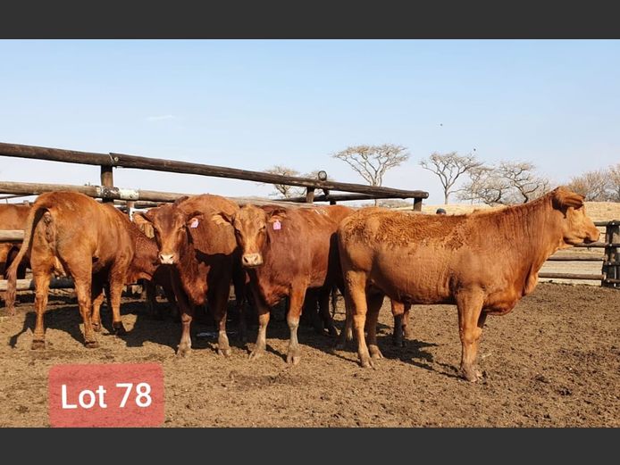 Heifers in Calf