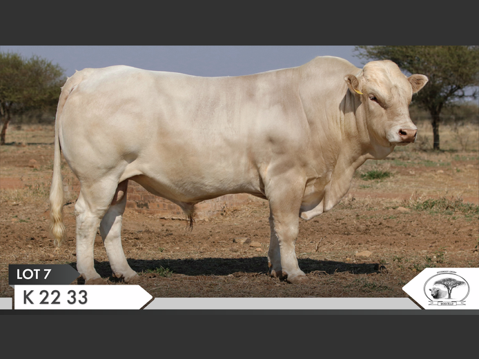 K 220033 | KOPERKOP HUGENOOT STOET