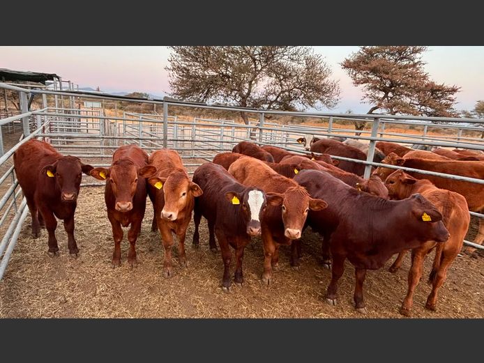 AGRA OTJIWARONGO WEANER AUCTION