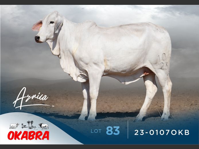 23-0107OKB | OKABRA BRAHMANS