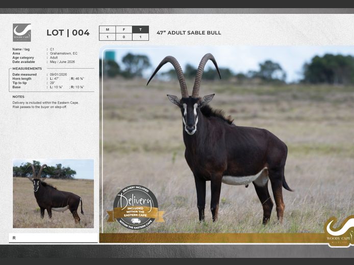 Sable | Woody Cape Wildlife (Pty) Ltd
