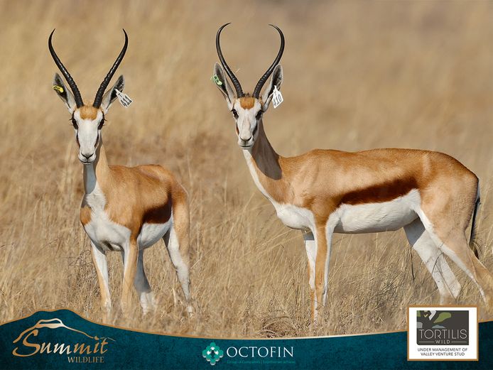 13"+ SPRINGBOK EWES