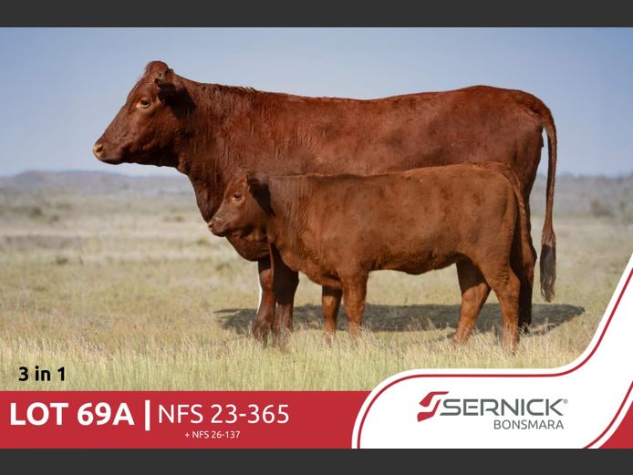 NFS 230365 | SERNICK BONSMARA STOET