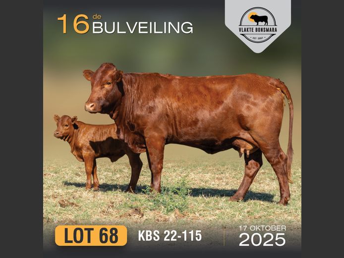 KBS 220115 | KAMEELDORING BONSMARA