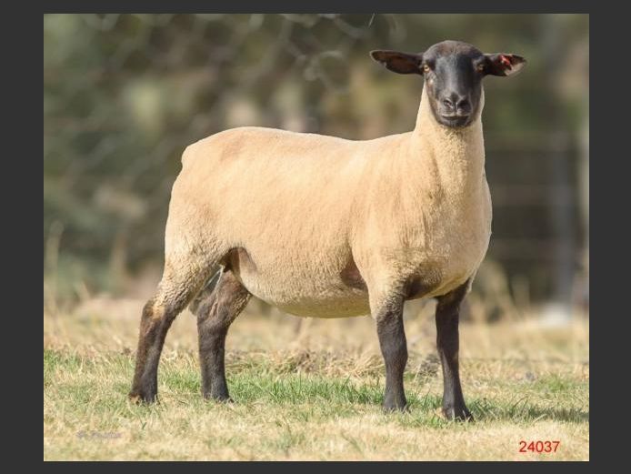371240037 | DRAVLEIS SUFFOLK