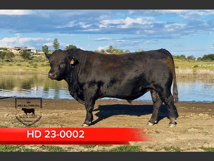 23-0002HD | MECKLENBURG BLACK ANGUS 