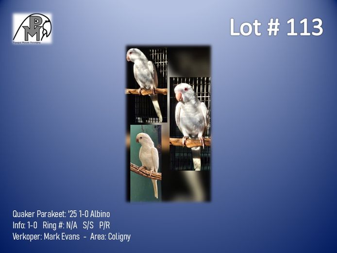 1-0 '25 Quaker Parakeet: Albino - Mark Evans
