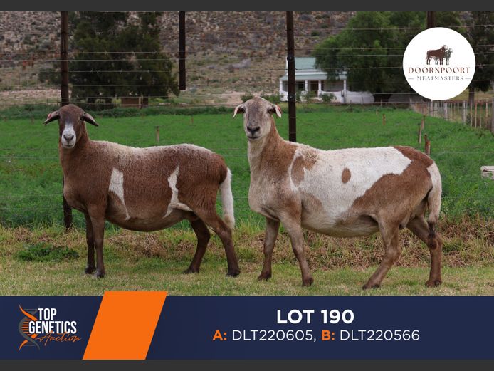 Ewes | DIRK LOTTER