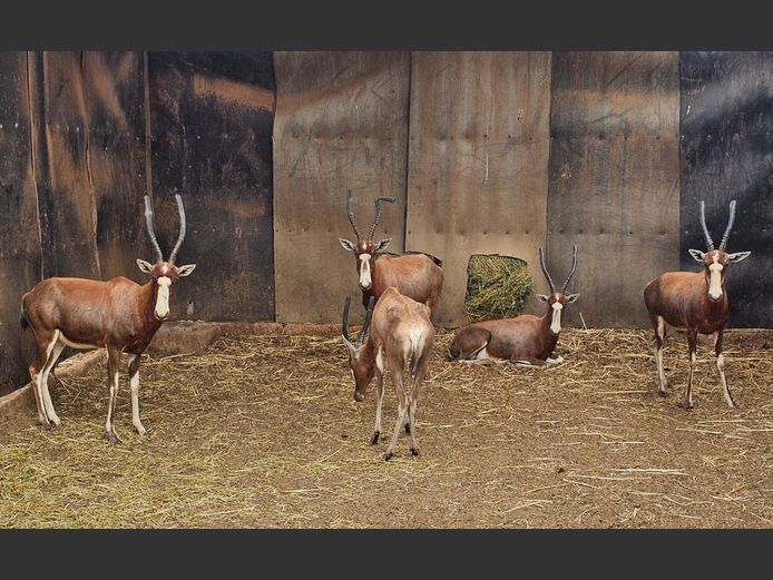 BLESBOK | 3-SOUTH BDY