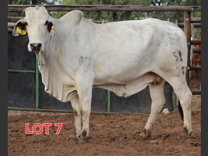 WHITE BRAHMAN - HEIFER