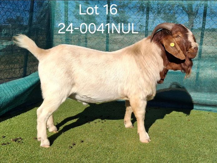 24-0041NUL | NICOLE ULRICH & EGBERT HOFF