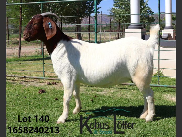 240213 | Kobus Lötter & Seuns (Kola)