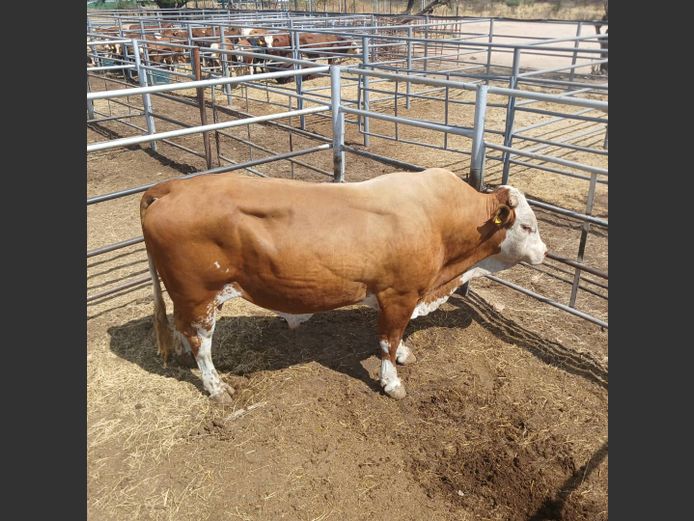 BULL | DOLL FARMING PREMIUM AUCTION