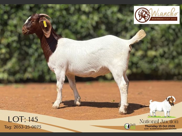 2053-25-0075 | Wiancko Boerbokstoet