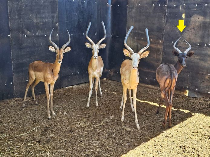 BLACK IMPALA | LS GAME BREEDERS