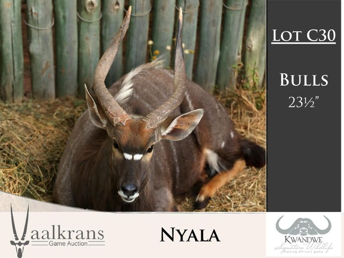 Nyala Bulls