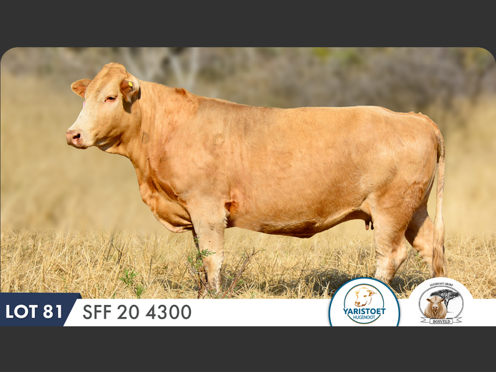 SFF204300 HH | YARI STUD