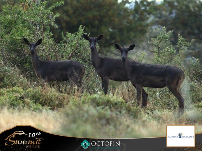 Black Impala Group