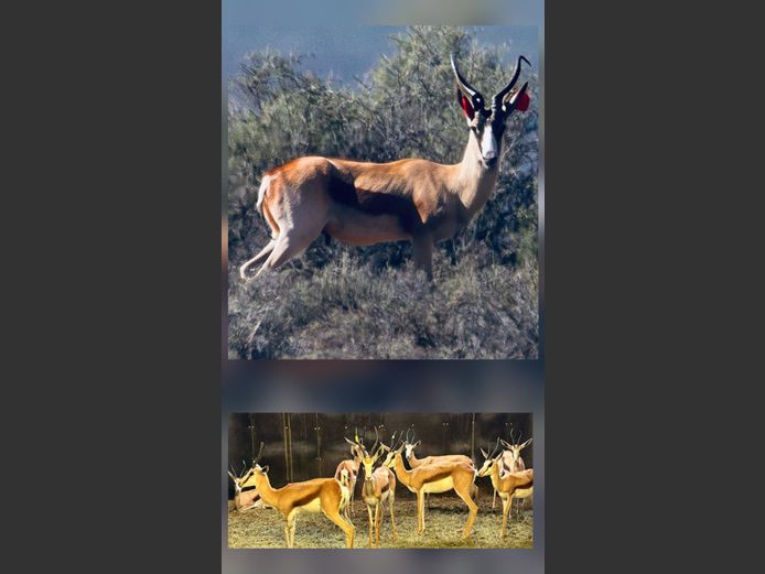 Kalahari Springbok Ooie