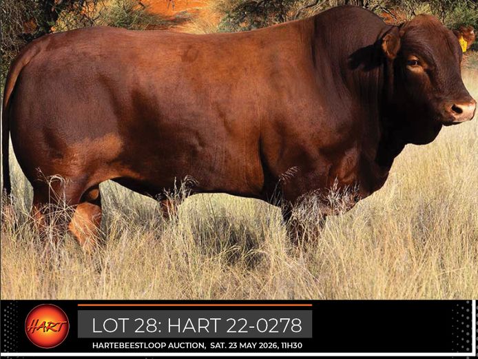 HART220278HH(c) | HARTEBEESTLOOP BONSMARA