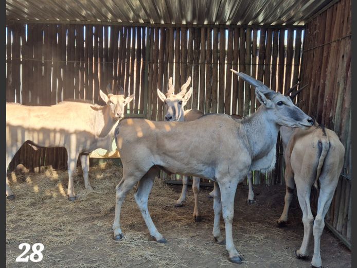 ELAND | SCHALK VAN ZYL