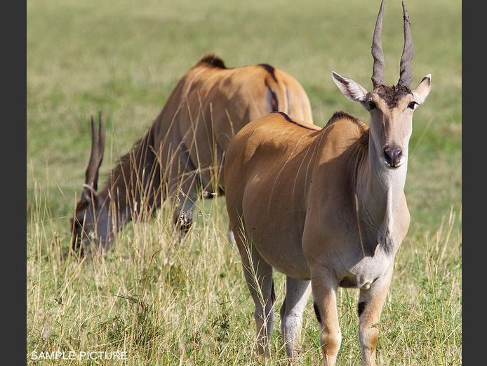 ELAND | GOLDEN GAME WILDLIFE