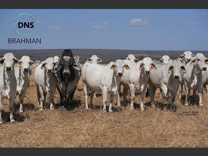 Commercial Animals | DNS BRAHMAN