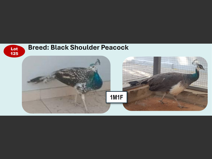 PEACOCK| ANNUAL MYTILUS AND ELOFF