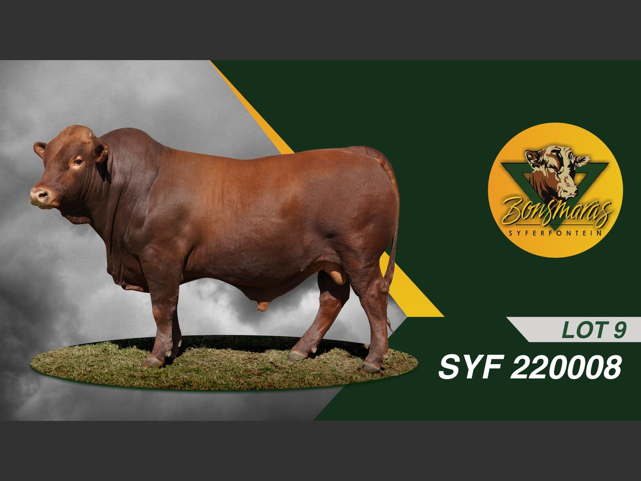 Lot 9 | SYFERFONTEIN BONSMARAS AUCTION | SwiftVEE | Livestock & Cattle ...